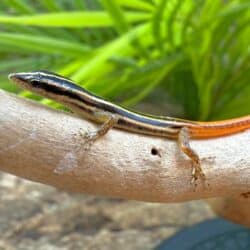 Yellow Striped Tree Skinks For Sale - Underground Reptiles