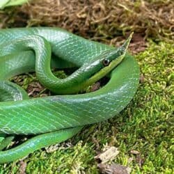 Rhino Ratsnake For Sale - Underground Reptiles