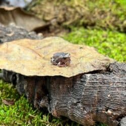Chubby Bullfrogs For Sale - Underground Reptiles