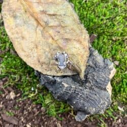 Chubby Bullfrogs For Sale - Underground Reptiles