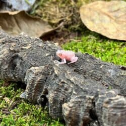 Chubby Bullfrogs For Sale - Underground Reptiles