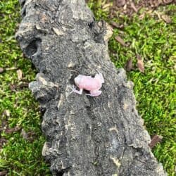 Chubby Bullfrogs For Sale - Underground Reptiles