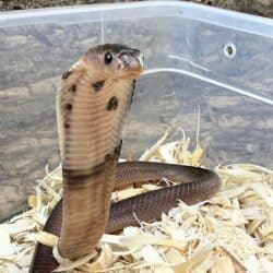 Spitting Cobras (Naja sputatrix) For Sale - Underground Reptiles