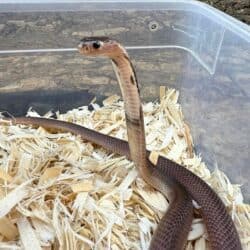 Spitting Cobras (Naja sputatrix) For Sale - Underground Reptiles