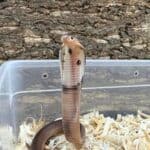 Spitting Cobras (Naja sputatrix) For Sale - Underground Reptiles