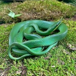 Rhino Ratsnake For Sale - Underground Reptiles