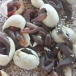 Spitting Cobras (Naja sputatrix) For Sale - Underground Reptiles