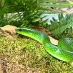 Greater Green Ratsnake For Sale - Underground Reptiles