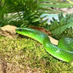 Greater Green Ratsnake For Sale - Underground Reptiles