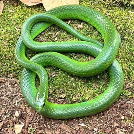 Greater Green Ratsnake For Sale - Underground Reptiles