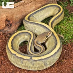 Hypo Genetic Stripe Ball Python For Sale - Underground Reptiles