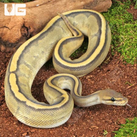 Hypo Genetic Stripe Ball Python For Sale - Underground Reptiles