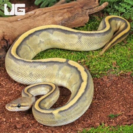 Hypo Genetic Stripe Ball Python For Sale - Underground Reptiles