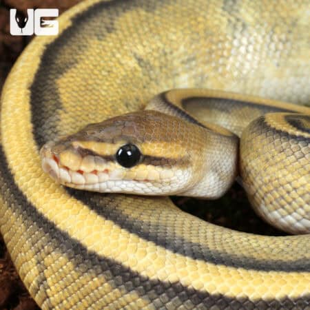 Hypo Genetic Stripe Ball Python For Sale - Underground Reptiles