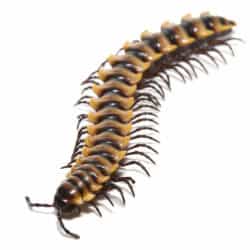 Yellow Dragon Millipede (Desmoxytes planata) For Sale - Underground Reptiles