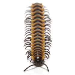 Yellow Dragon Millipede (Desmoxytes planata) For Sale - Underground Reptiles