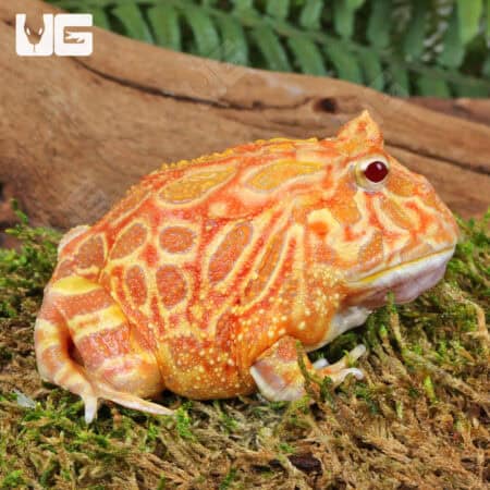 Apricot Pacman Frogs For Sale - Underground Reptiles