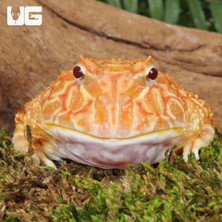 Apricot Pacman Frogs For Sale - Underground Reptiles