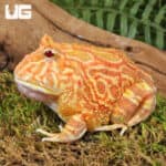 Apricot Pacman Frogs For Sale - Underground Reptiles