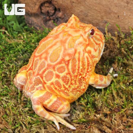 Apricot Pacman Frogs For Sale - Underground Reptiles