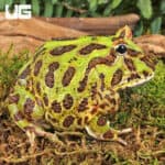 Green Pacman Frogs For Sale - Underground Reptiles