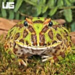 Green Pacman Frogs For Sale - Underground Reptiles