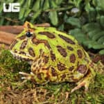 Green Pacman Frogs For Sale - Underground Reptiles