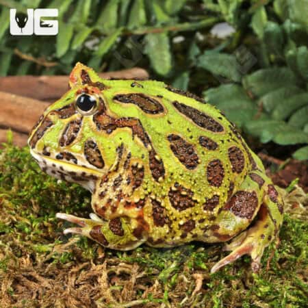 Green Pacman Frogs For Sale - Underground Reptiles