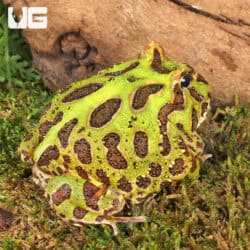 Green Pacman Frogs For Sale - Underground Reptiles
