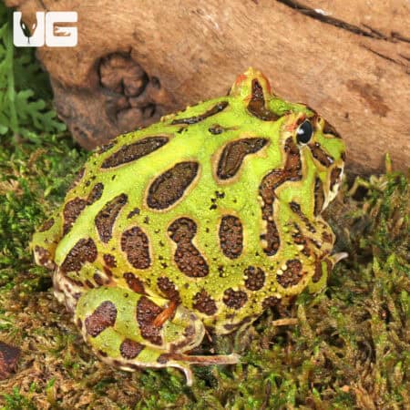 Green Pacman Frogs For Sale - Underground Reptiles