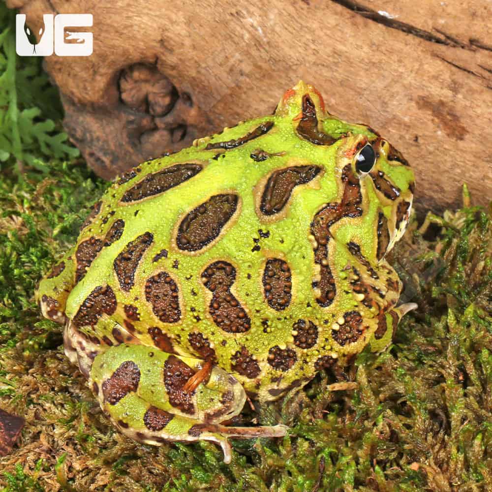 Plants Pacman Frog Tank Size Green Pacman Frogs For Sale