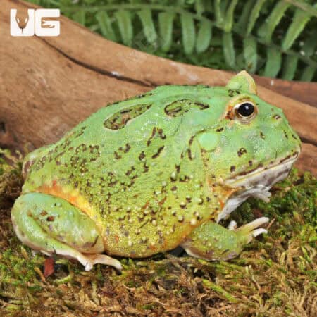Adult Matcha Pacman Frog For Sale - Underground Reptiles