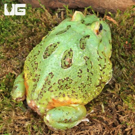 Adult Matcha Pacman Frog For Sale - Underground Reptiles