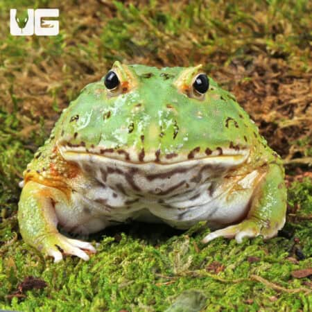 Adult Matcha Pacman Frog For Sale - Underground Reptiles