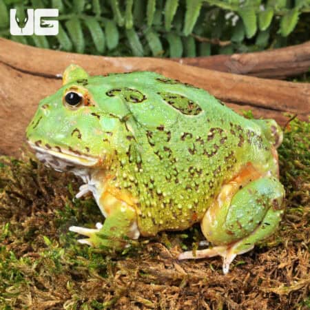 Adult Matcha Pacman Frog For Sale - Underground Reptiles