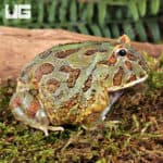 Samurai Blue Pacman Frog For Sale - Underground Reptiles