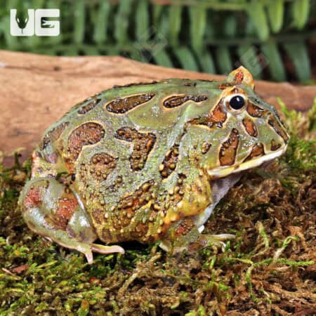 Samurai Blue Pacman Frog For Sale - Underground Reptiles