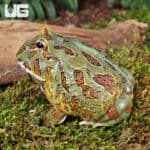 Samurai Blue Pacman Frog For Sale - Underground Reptiles