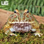 Samurai Blue Pacman Frog For Sale - Underground Reptiles