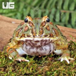 Samurai Blue Pacman Frog For Sale - Underground Reptiles