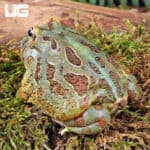 Samurai Blue Pacman Frog For Sale - Underground Reptiles