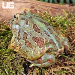 Samurai Blue Pacman Frog For Sale - Underground Reptiles