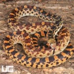 Sonoran Gopher Snakes For Sale - Underground Reptiles