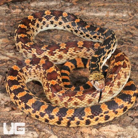 Sonoran Gopher Snakes For Sale - Underground Reptiles