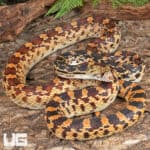 Sonoran Gopher Snakes For Sale - Underground Reptiles
