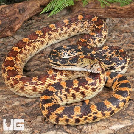 Sonoran Gopher Snakes For Sale - Underground Reptiles