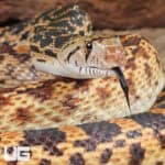 Sonoran Gopher Snakes For Sale - Underground Reptiles