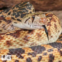 Sonoran Gopher Snakes For Sale - Underground Reptiles