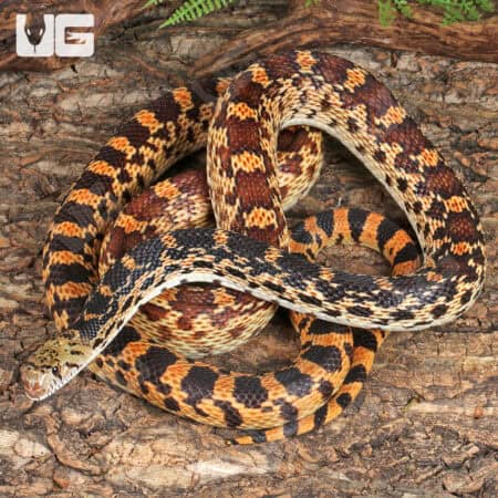 Sonoran Gopher Snakes For Sale - Underground Reptiles