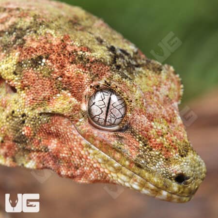 Adult Pine Island Chahoua Geckos For Sale - Underground Reptiles